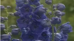 Colours - Blue
