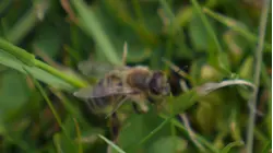 'No Mow May' making a difference for pollinators across CT and the nation