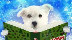 Snowball's Christmas Tail by the Fire