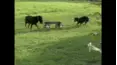 Funniest Pets & People