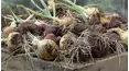 Grow Cook Eat
