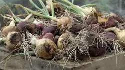 Onions