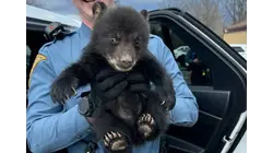 Bear cub rescued from roadside ditch along I78 in Union Township