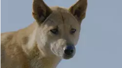 Secret Life of the Dingo