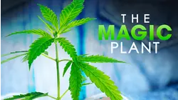 The Magic Plant