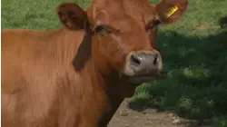 All Farmers Great and Small