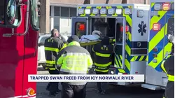 Swan rescued from icy waters by Norwalk FD now in care of Norwalk Vet Hospital