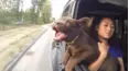 Animals Unscripted
