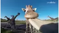 Animals Unscripted