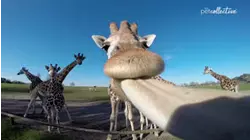 Welcome to the Wild