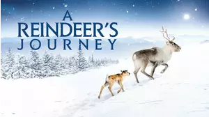 A Reindeer's Journey