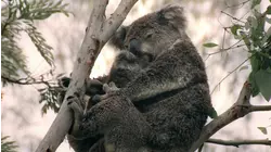 A Jungle of Aromas: Australia