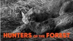 Hunters of the Forest