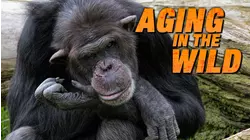 Aging in the Wild