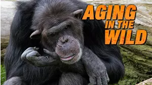 Aging in the Wild