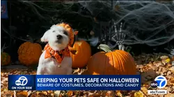 Tips for keeping your pets safe on Halloween