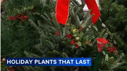 Tips for choosing and caring for a Christmas Tree and holiday greenery