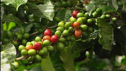 Costa Rica - Pure State