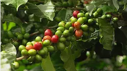 Costa Rica - Pure State