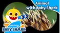 Zoom Zoom Zoom with Baby Shark