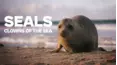 Seals - Clowns of the Sea