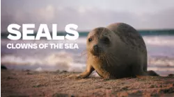 Seals - Clowns of the Sea
