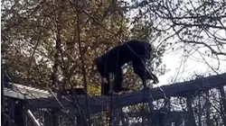 Chimpanzee Escapes Indianapolis Zoo, Prompting Lockdown