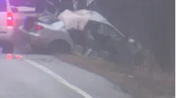 Carmel man identified as victim killed in Mount Pleasant fallen tree crash