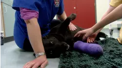 First-Hand Vet Experience