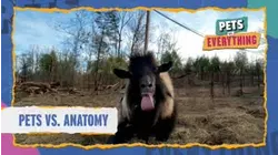Pets VS. Everything | Pets VS. Anatomy
