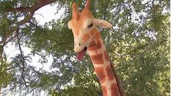 Just Kidding - S1 E10 - Giraffe Crossing Prank