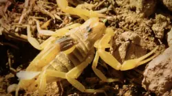Why Scorpion Venom Is So Expensive