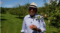 Apples