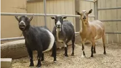 Barnyard Playground