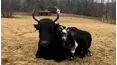 Best Pets of the Month