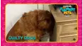 Countdown: The Funniest Pets