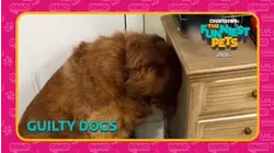 Guilty Dogs