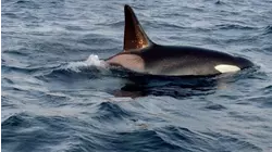 Orcas vs. Humpback
