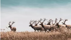 Nature Scenes Baby Animals: Bison, Deer, Bighorn Sheep, Buffalo and Gosling