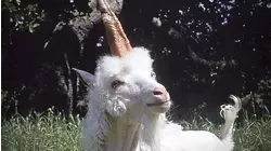 Lancelot the Unicorn and More