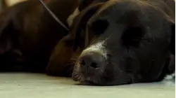 Dogs on the Inside