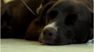Dogs on the Inside