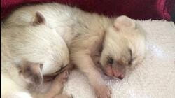 Fennec Foxes
