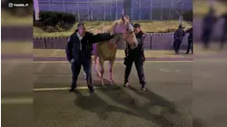 Port Authority officers describe how they captured runaway horse near JFK airport