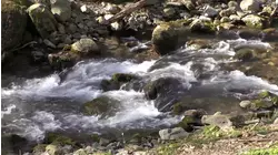 A Tranquil Stream