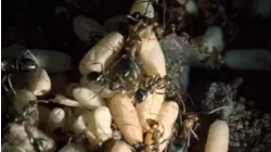 Micro Predators