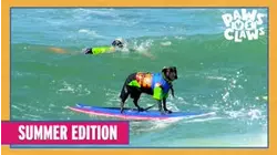 Paws VS. Claws | Summer Edition