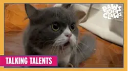 Paws VS. Claws | Talking Talents