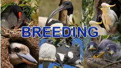 Breeding