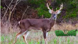 Growing Deer S12:E49 "Aging Bucks While Hunting"